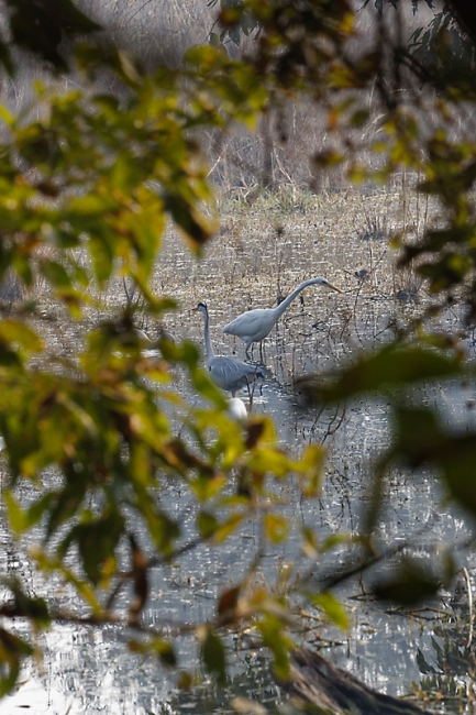 Keoladeo national park-063